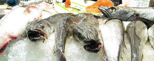 Sightseeing Barcelona, The Boqueria Market: fresh fish at the boqueria market.