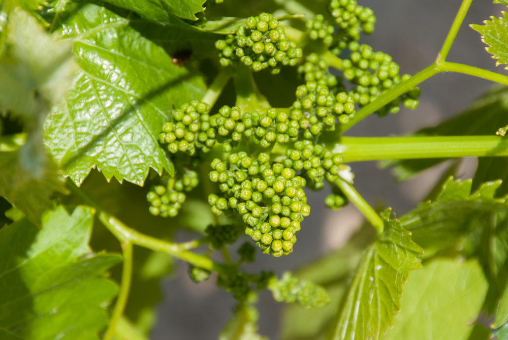 Young, healthy grapes growing on the vine.